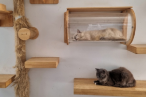 Moving With Pets cats asleep in cat tree 1 300x200 Moving With Pets