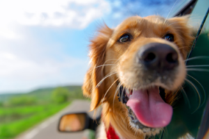 Moving With Pets dog in car with head out window 7 300x200 Moving With Pets